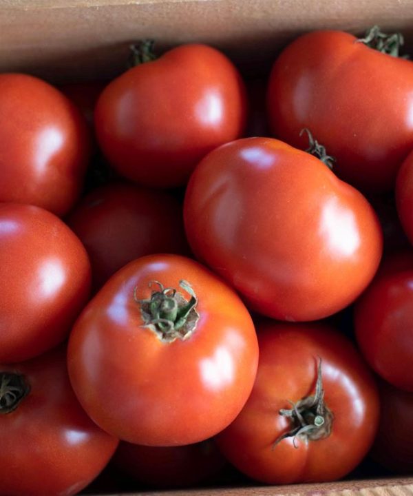 Wisconsin 55 - Organic Tomato Seed
