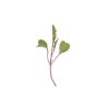 Mizuna, Central Red - (F1) Microgreen Seed