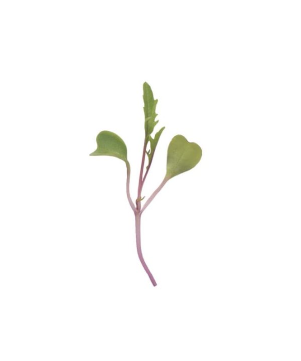 Mizuna, Central Red - (F1) Microgreen Seed