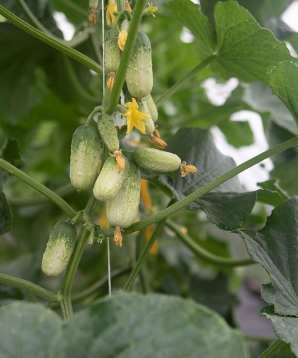Quirk - (F1) Cucumber Seed
