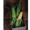 Temptress - Treated (F1) Corn Seed