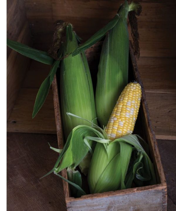 Temptress - Treated (F1) Corn Seed