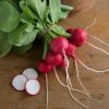 Crunchy King - (F1) Radish Seed
