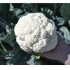 Janvel - Organic (F1) Cauliflower