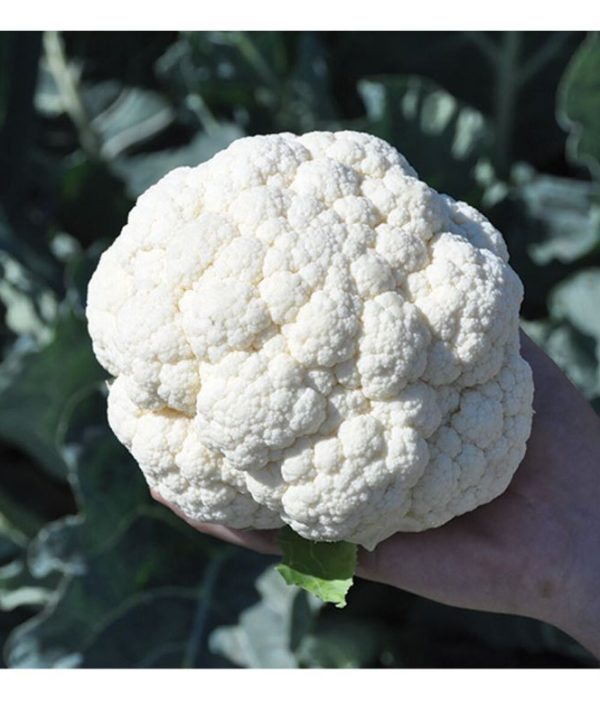 Janvel - Organic (F1) Cauliflower