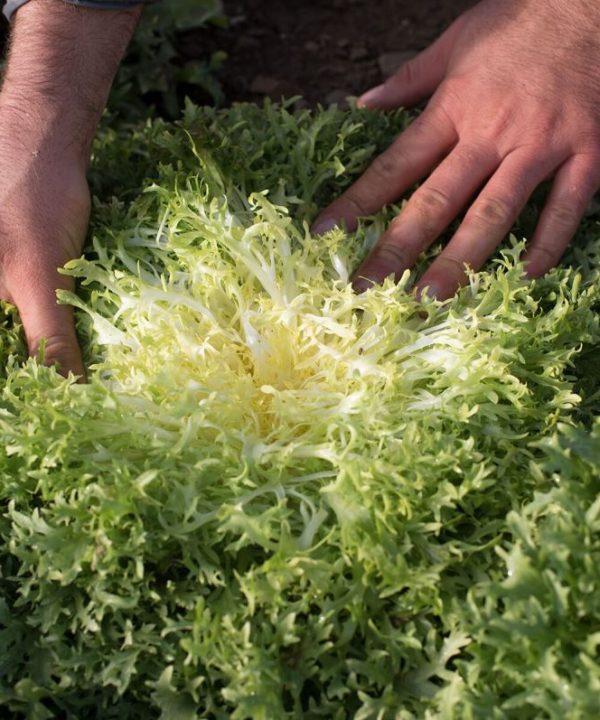 Benefine - Organic Endive Seed
