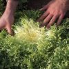 Benefine - Organic Endive Seed