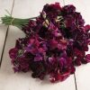 Midnight - Sweet Pea Seed
