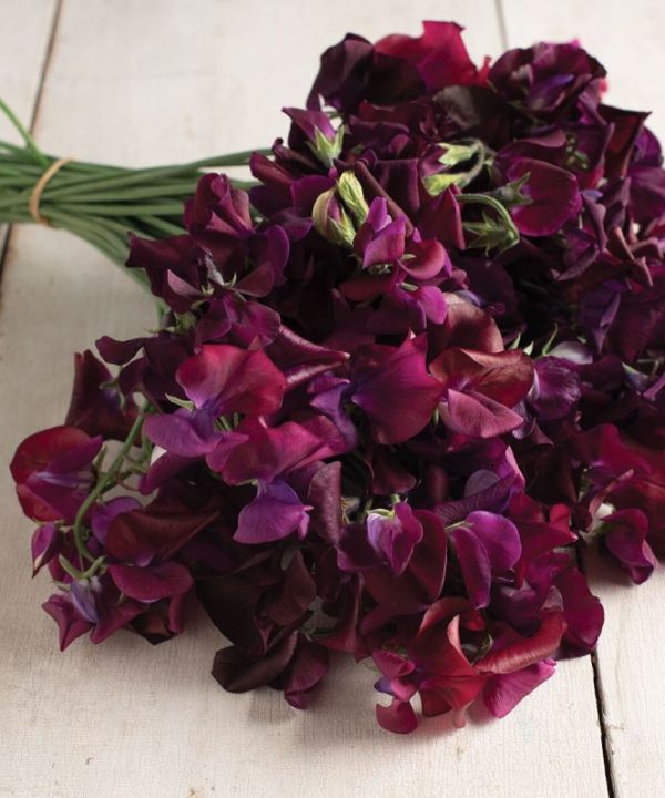 Midnight - Sweet Pea Seed