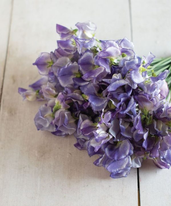 Blue Ripple - Sweet Pea Seed