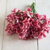 Mars - Sweet Pea Seed