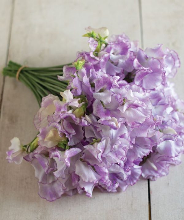 Pulsar - Sweet Pea Seed