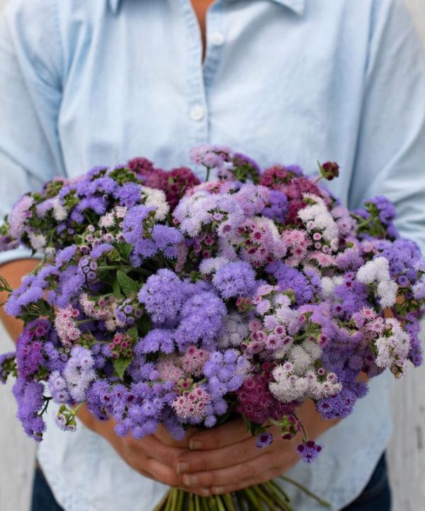 Timeless Mix - Ageratum Seed