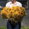 Gloriosa Double Daisy - Organic Rudbeckia Seed