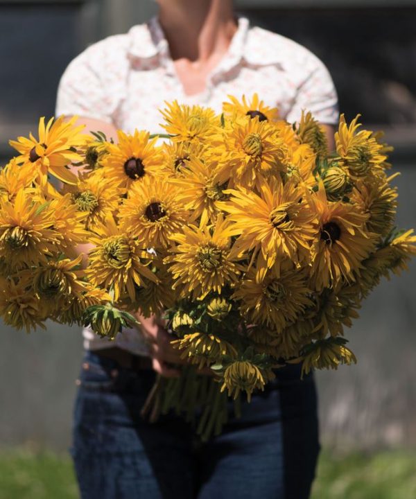 Gloriosa Double Daisy - Organic Rudbeckia Seed