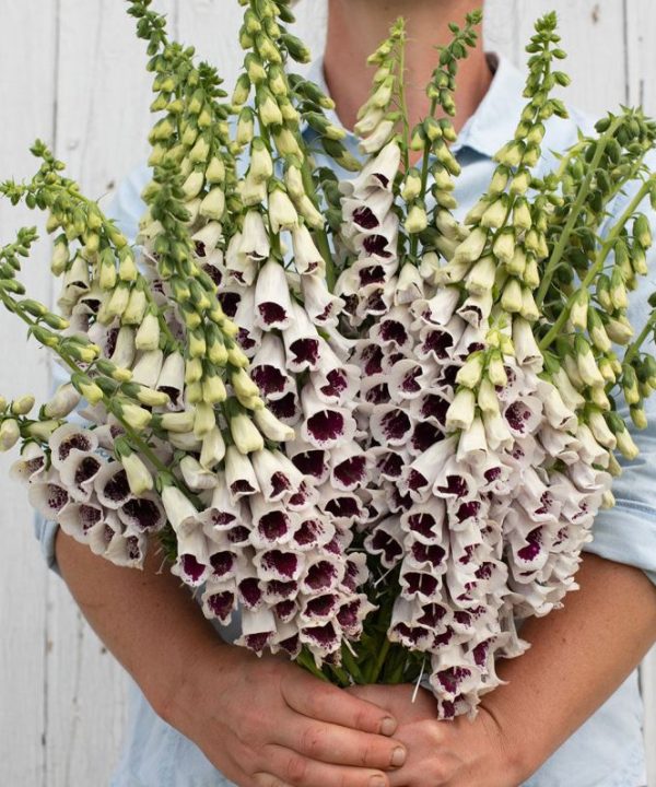 Pam's Choice - Digitalis Seed