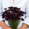 Black Button - Centaurea Seed