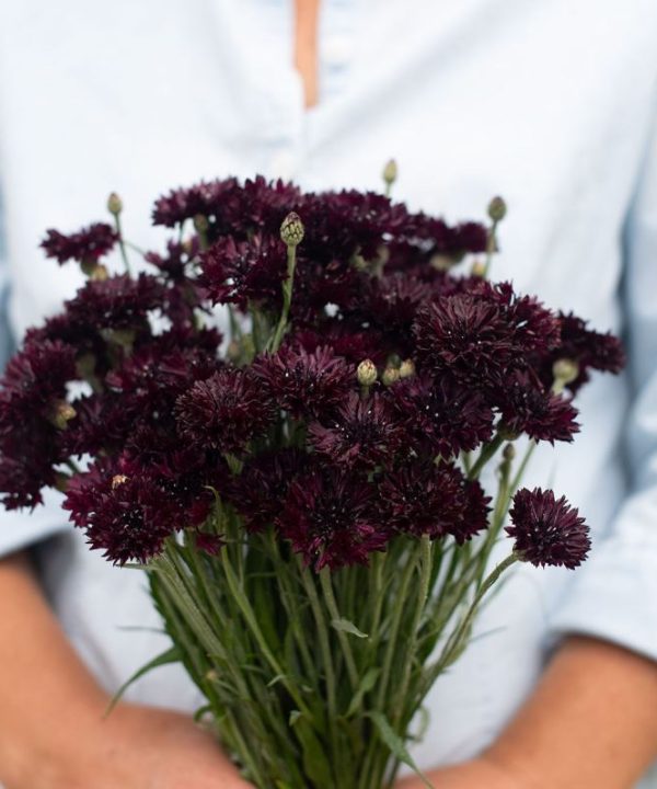 Black Button - Centaurea Seed