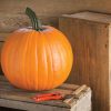 Renegade PMR - Treated (F1) Pumpkin Seed