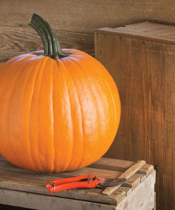 Renegade PMR - Treated (F1) Pumpkin Seed