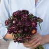 Purple Red - Strawflower Seed