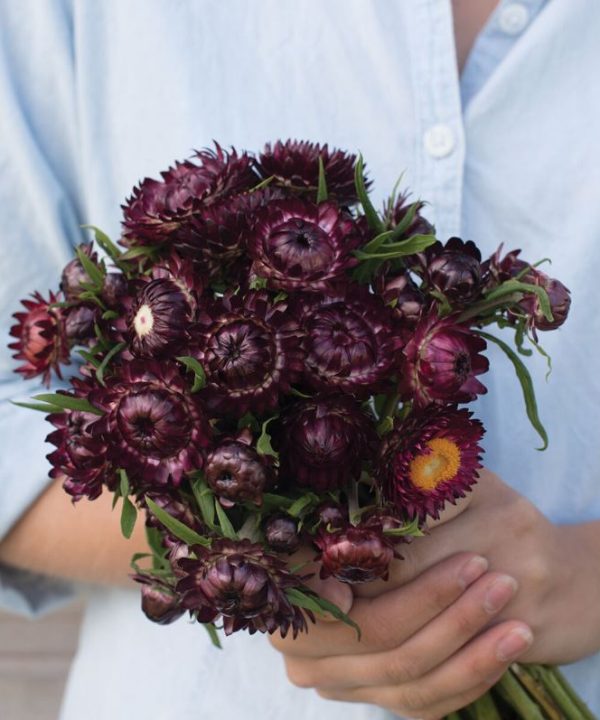 Purple Red - Strawflower Seed