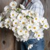 Afternoon White - Cosmos Seed