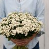 Virgo - Matricaria Seed