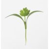 Cilantro, Monogerm - Organic Microgreen Seed