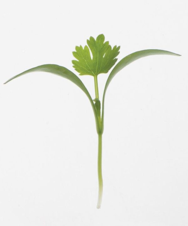 Cilantro, Monogerm - Organic Microgreen Seed