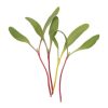 Chard, Rainbow - Organic Microgreen Seed