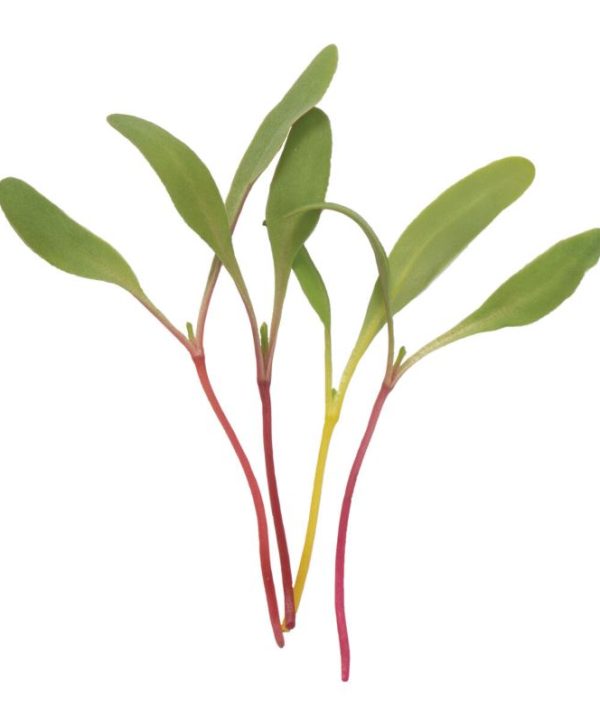 Chard, Rainbow - Organic Microgreen Seed