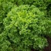 Curlesi - Endive Seed