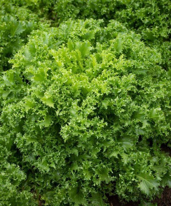 Curlesi - Endive Seed