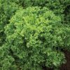 Curlesi - Organic Endive Seed