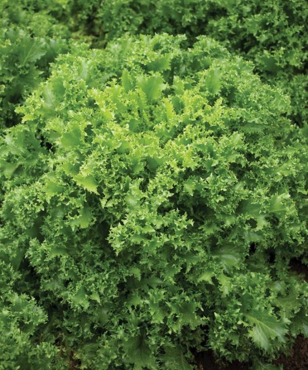 Curlesi - Organic Endive Seed