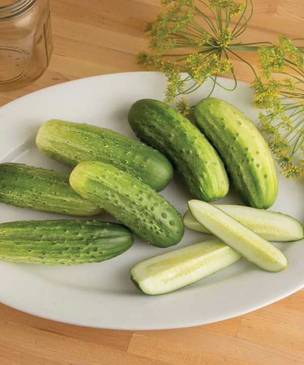 Cool Customer - Organic Cucumber Seed
