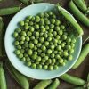 Bistro - Treated Pea Seed