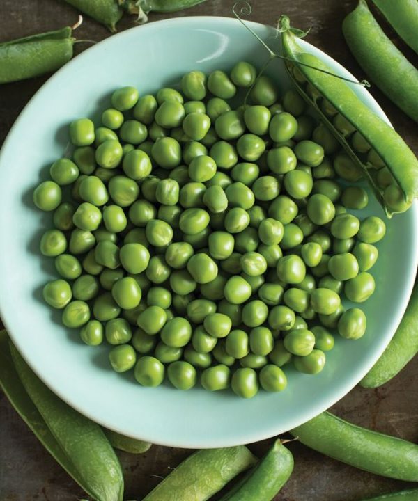 Bistro - Treated Pea Seed