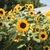 Gold Rush - (F1) Sunflower Seed