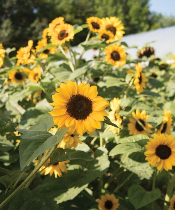 Gold Rush - (F1) Sunflower Seed