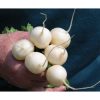 Pearl - Organic White Radish Seeds