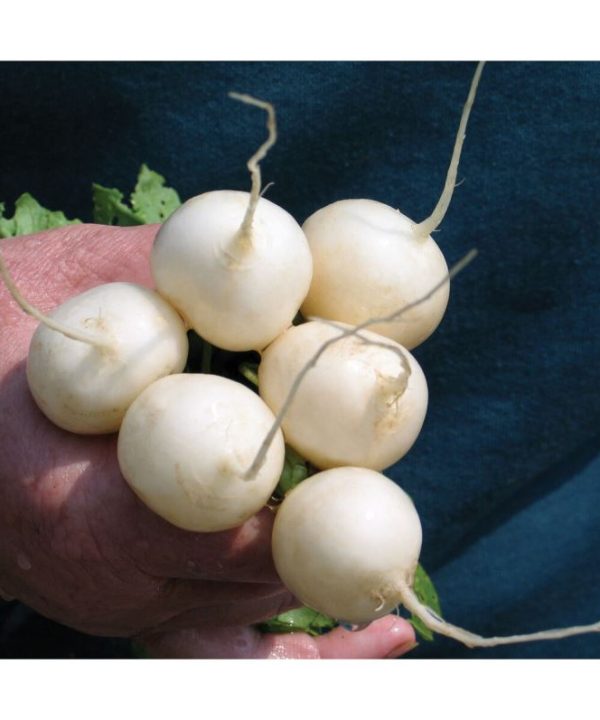 Pearl - Organic White Radish Seeds
