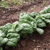 Hammerhead - (F1) Spinach Seed