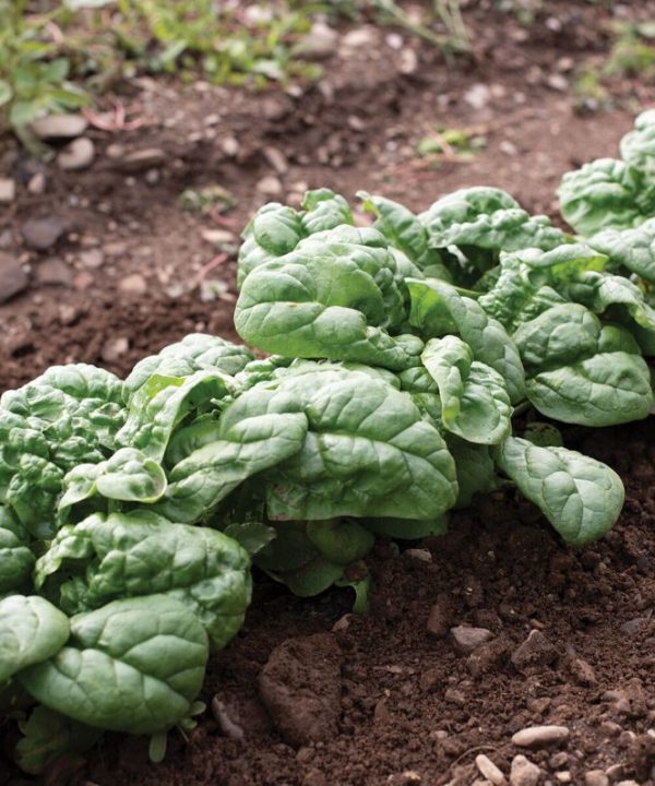 Hammerhead - (F1) Spinach Seed