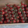 Edox - (F1) Tomato Seed