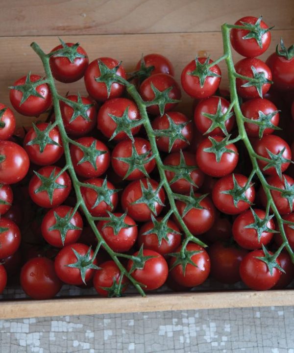 Edox - (F1) Tomato Seed