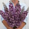 Magic Fountains Cherry Blossom - Delphinium Seed