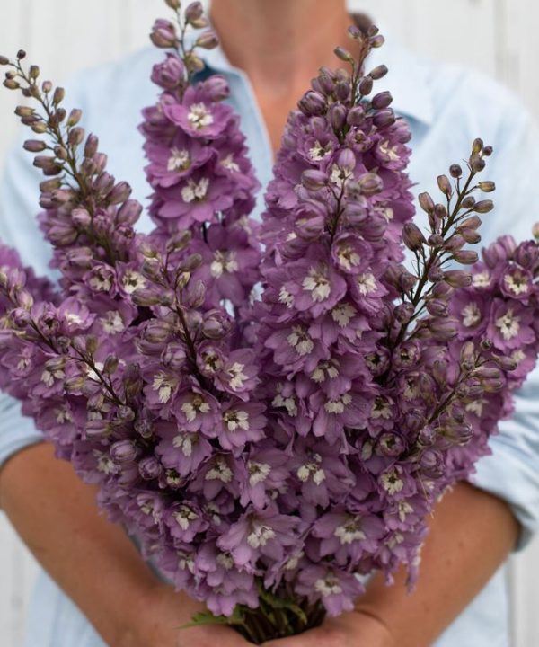 Magic Fountains Cherry Blossom - Delphinium Seed