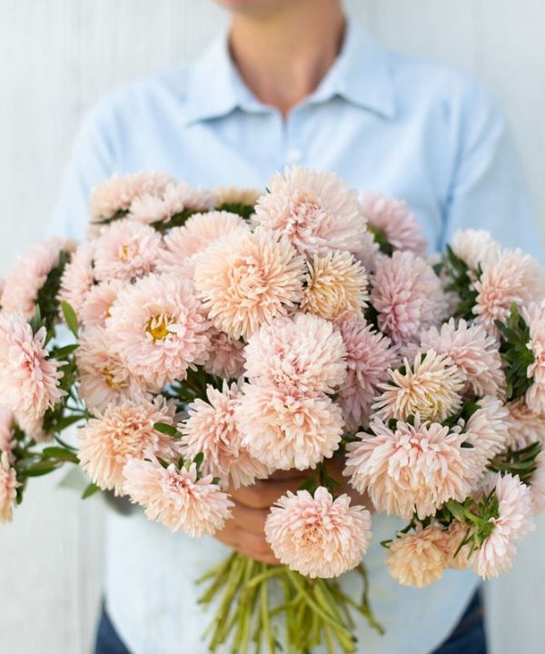 King Size Apricot - China Aster Seed